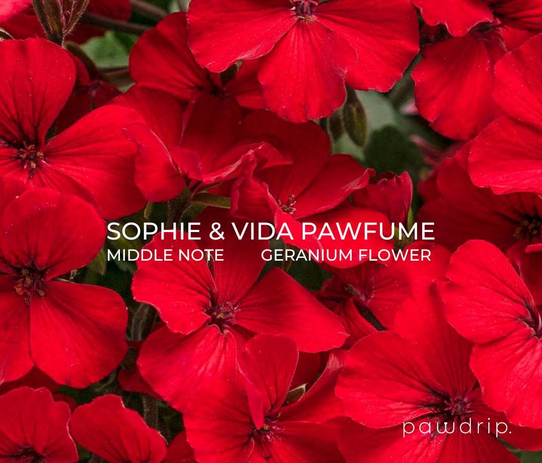 Sophie & Vida Perfume Pet Pawfume 10ml From PawDrip