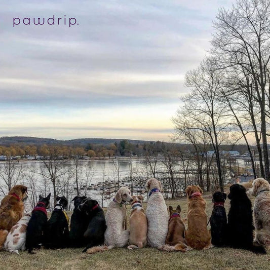 Top 20 Dog Breeds in India: Fun, Loyal, and Perfect Companions!