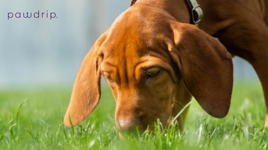  Why Do Dogs Eat Their Poop? Understanding Coprophagia and How to Stop It.
