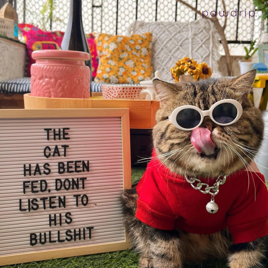 Top 5 Pet Influencers in India You Must Follow