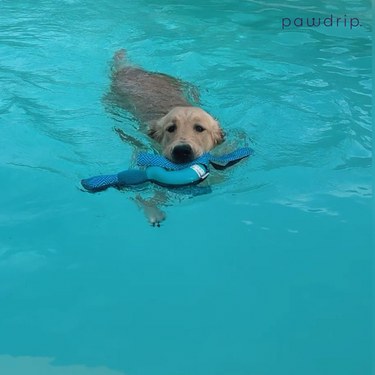 Can Dogs Swim? Everything You Need to Know About Dog Swimming Safety and Enjoyment
