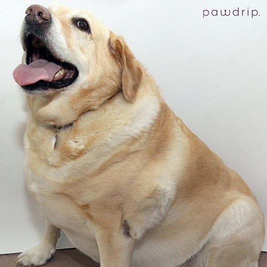 How to Help Your Dog Lose Weight