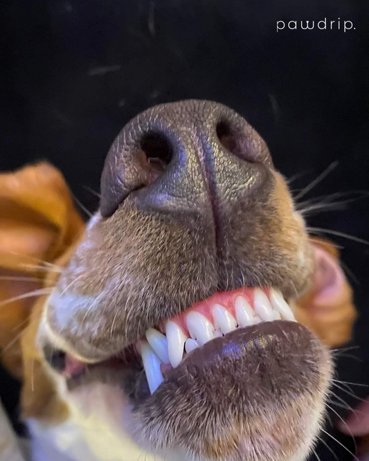 How to Keep Your Pet’s Teeth Clean: A Complete Guide for Indian Pet Parents