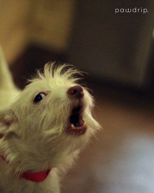Why Does My Dog Bark at Night? (Causes & Solutions)