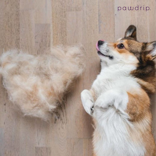 How to Reduce Dog Shedding: Simple Tips for a Healthier Coat and Cleaner Home