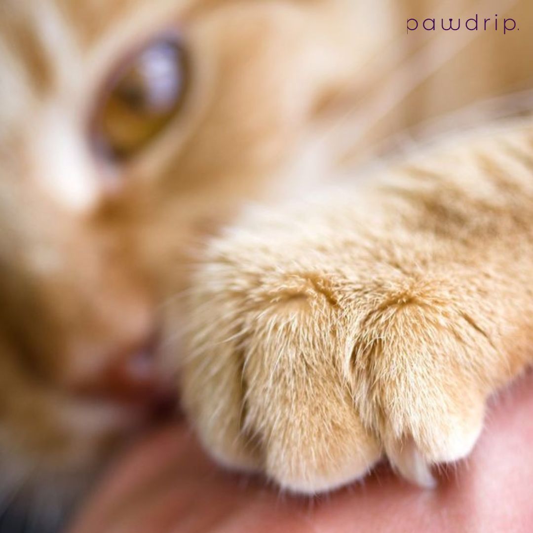 Why Do Cats Scratch? The Ultimate Guide to Understanding Your Cat’s Scratching Behavior