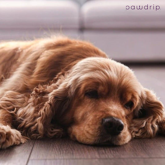 Dog in Heat: A Comprehensive Guide for Paw-Parents
