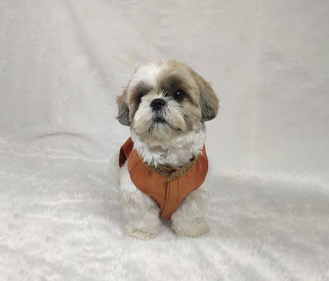 Silk Zari Embroidery Work Rust Jacket From Floobie Tails