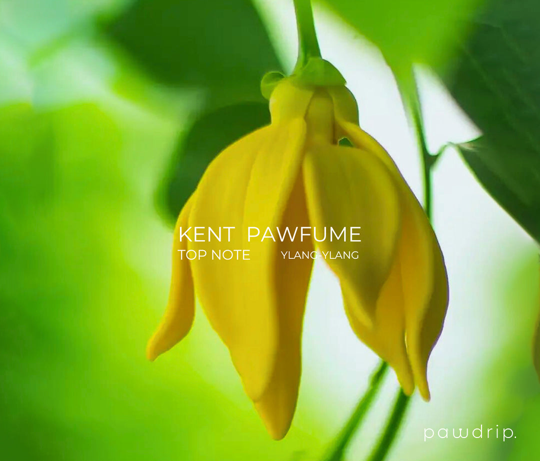 Kent Pet Pawfume 10ml From PawDrip