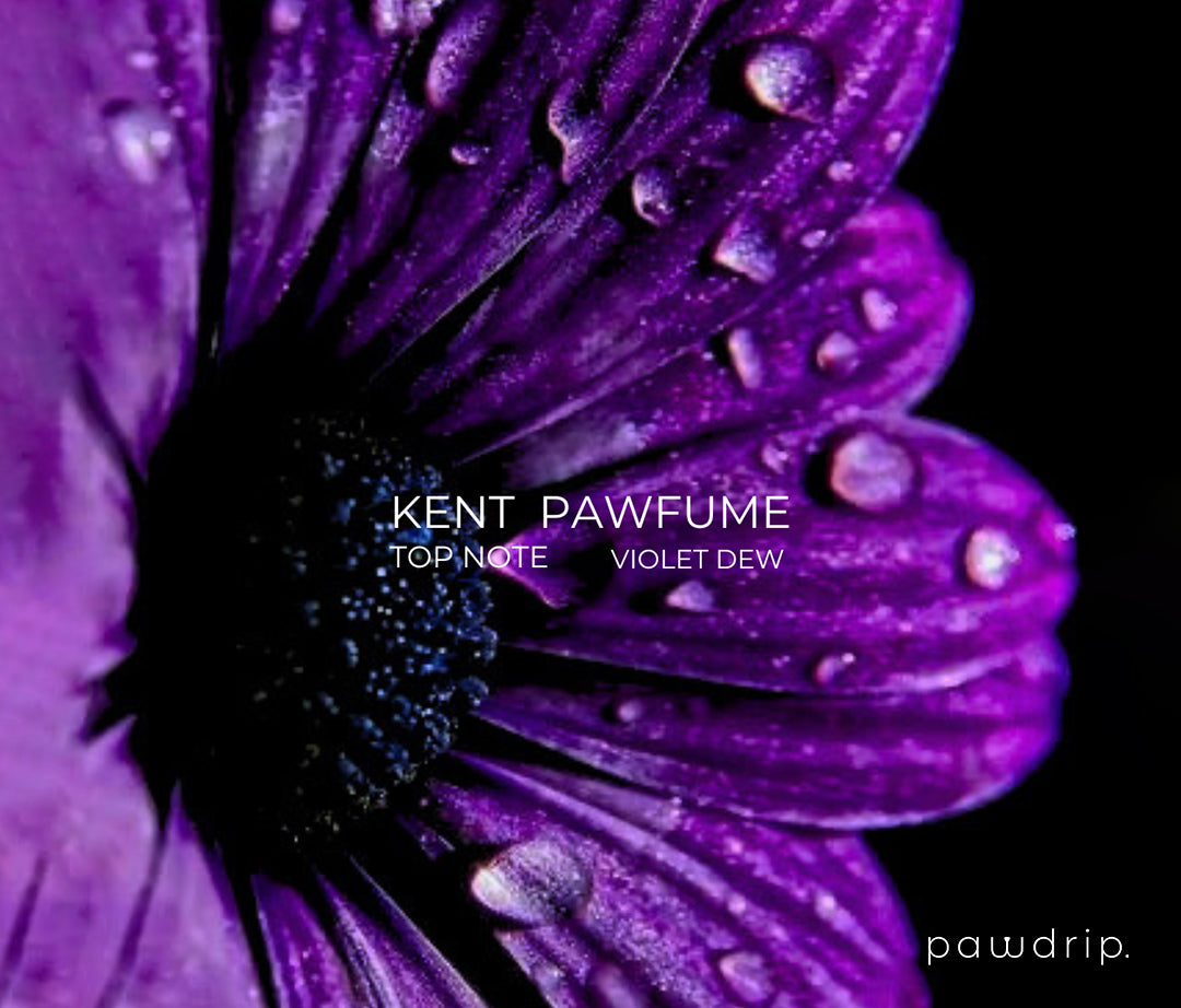 Kent Pet Pawfume 10ml From PawDrip